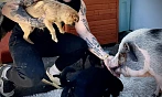 Leo Tichý se dostal do povědomí lidí svými dobročinnými projekty. (17. června...