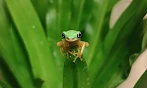 Liberecké zoo se podařilo poprvé odchovat sedm jedinců kriticky ohrožené žabky...