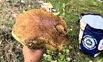 Rodina z Ústí nad Labem vyrazila během uplynulého víkendu houbařit k Tisé na...