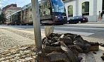 Vysoké teploty poškodily část tramvajové tratě v Praze. (13. července 2026)