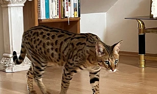 Foto uprchlého servala
