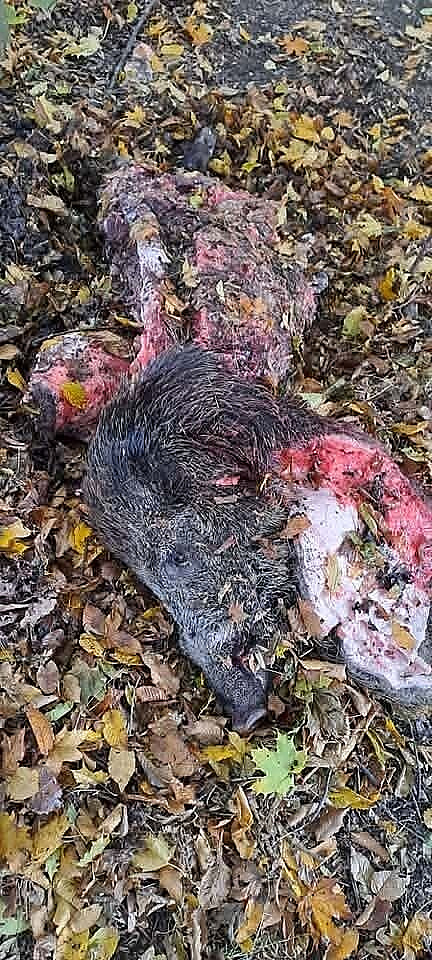 Neznámí pachatelé srazili autem divočáka, kterého pak rozporcovali na...