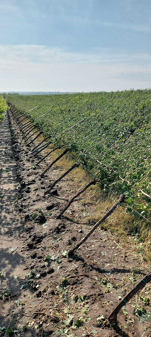 Poničené vinice Vinařství Kachyňa ve Velkých Bílovicích po řádění středeční...