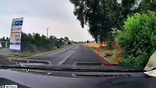 Muži vběhl na Chomutovsku před auto klokan
