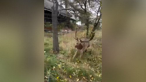 Daněk zaútočil na rokycanské strážníky, ti jeho atak natočili na video