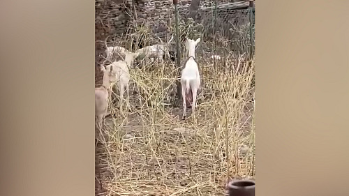 Psi roztrhali kozu v chovné stanici. Otřesné video prověřují veterináři i...