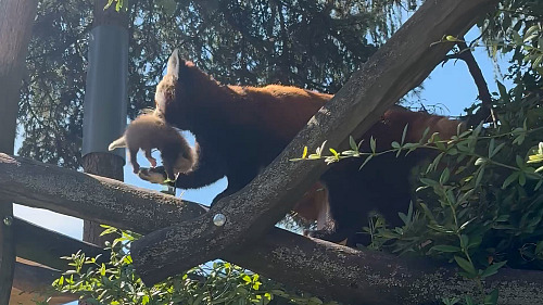 Olomoucká zoo vítá historicky první pandí mláďata a shání potravu