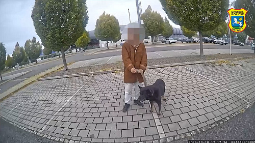 Mladík v Ostravě ukradl fenku ze zahrady. Strážníci ji poznali podle svěšeného...