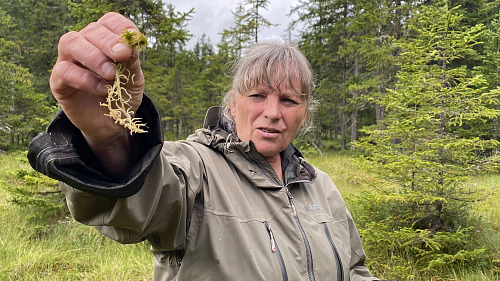 Geobotanička Národního parku Šumava Ivana Bufková drží dvě rostlinky...