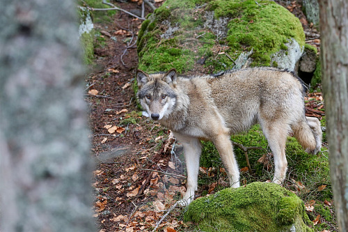 Lidé mohou v návštěvnickém centru v Srní na Šumavě pozorovat ve výběhu vlky.