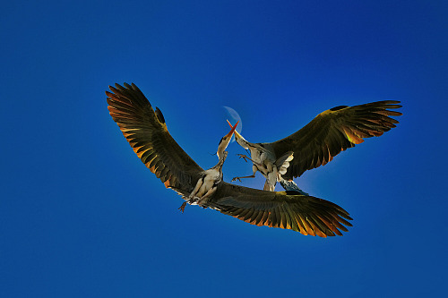 Oceňovaný fotograf Zdeněk Vošický se zaměřuje na přírodu a krajinu jižní...
