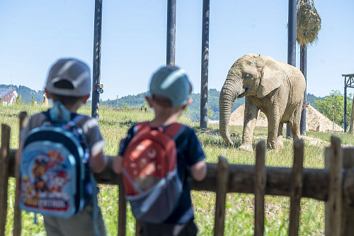 Sloni afričtí v areálu Karibuni v Zoo Zlín (květen 2026)