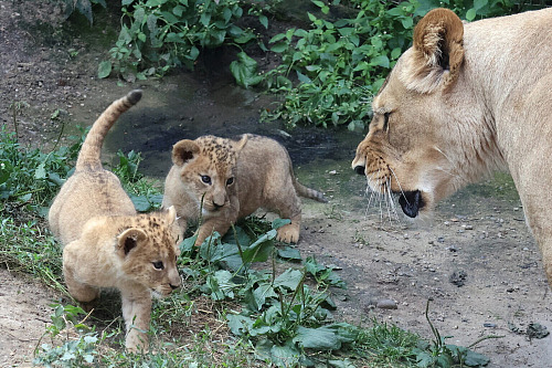 V hodonínské zoo už jsou k vidění nově narozená lvíčata. (červenec 2026)