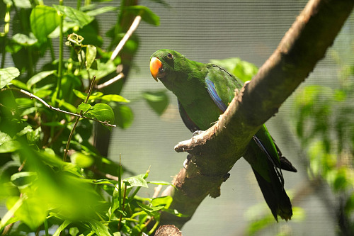 Zoologická zahrada Ostrava zaznamenala významný chovatelský úspěch, když se...