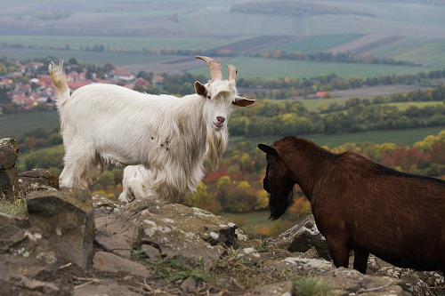 Zdivočelé kozy na vrchu Brník v Českém středohoří. Zvířata se na kopci...