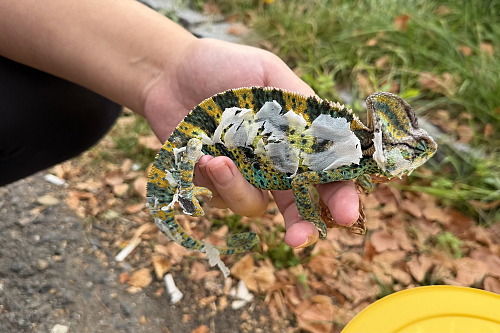 Tři chameleoni jemenští se postupně ocitli v péči pardubického útulku poté, co...