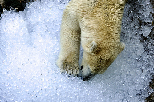 Do brněnské zoo dovezli tunu ledu. Pracovníci zahrady následně chladivé kostky...