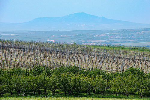Podmínky na jihomoravských vinicích čím dál víc připomínají jižnější země....
