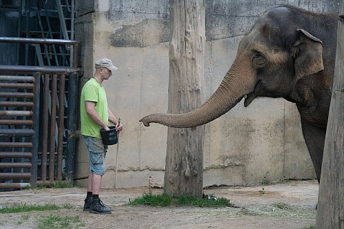 Z liberecké zoo odjela slonice Bala. (30. srpna 2026)
