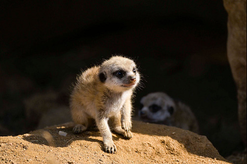 Surikatí trojčata se v jihlavské zoo narodila na konci července, přesto už jsou...