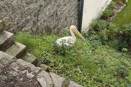 Pelikán opustil zoo a usadil se v nedaleké zahradě. (2. září 2026)