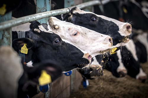 Skot na farmě v Přestavlkách u Čerčan (červenec 2025)