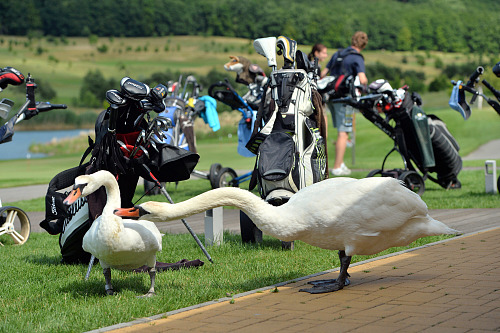 Golfový resort Kaskáda slouží jako hřiště, galerie uměleckých děl i jako domov...