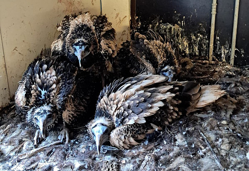 Čtveřice mláďat supů mrchožravých, dvě původní a dvě přidaná, spolu v ostravské...