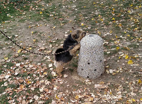 Pisoár pro psi má podobu kamenného či betonového kuželu s několika otvory. Od...