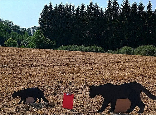 Zooložka Hana Bednářová provedla test s maketami na Táborsku u Dlouhé Lhoty.