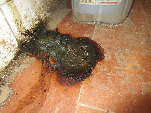 Inspektoři uzavřeli kuchyni i další části thajsko-laoské restaurace Sabaidy v...