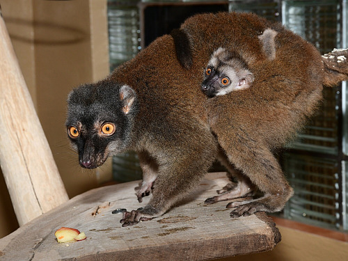 Mladý lemur se drží na těle své matky. Osamostatní se až později. (7. srpna...