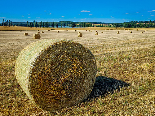 Balíky sena po žních v těchto dnech čekají na polích, až si je farmáři...