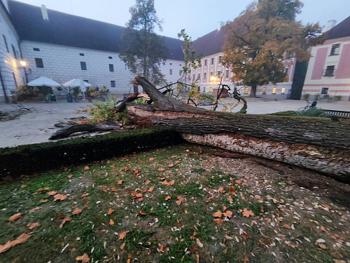 Třeboňský zámek přišel o dub na velkém nádvoří. „O půlnoci se samovolně zřítil....