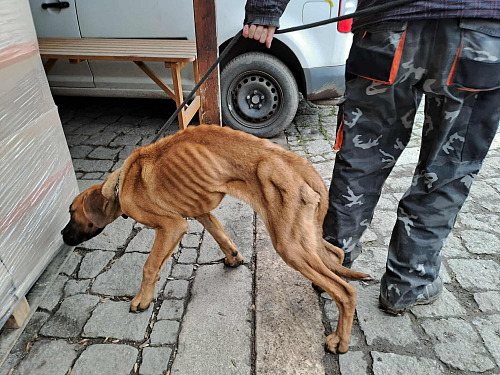 Zubožené roční štěně našli přivázané k betonovému bloku na opuštěném místě v...