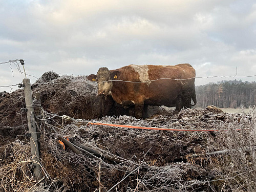 Chovatel držel zvířata v nevhodných podmínkách, hrozí mu vězení.