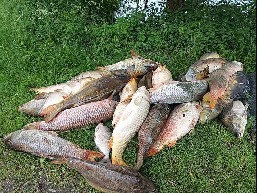Do sportovního rybníka v Letinech na Plzeňsku vytekly splašky a kvůli tomu...