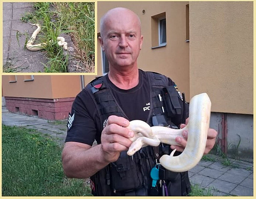 Přerovští strážníci odchytli u jednoho z tamních domů krajtu královskou, které...