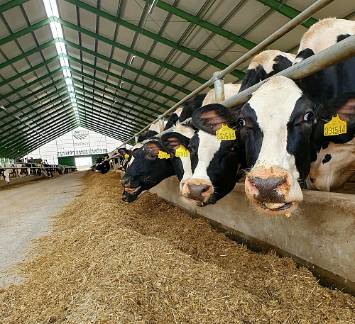 Skot chovaný Zemědělským družstvem Unčovice (duben 2021)
