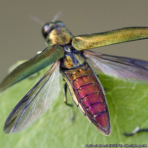 Polník jasanový (Agrilus planipennis)
