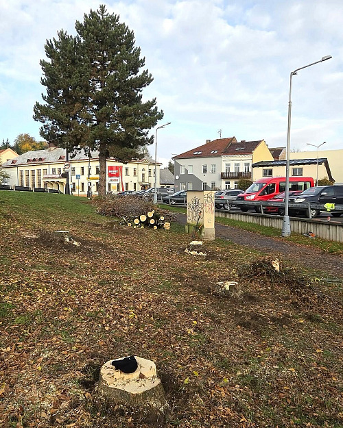 Pokácené stromy před prodejnou Penny Market v Jaroměři (26. října 2026)