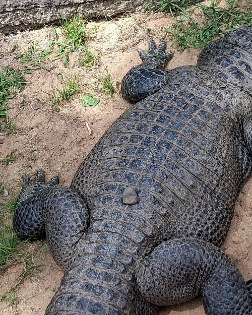 Návštěvníci ústecké zoo házeli po jednom z aligátorů kameny, patrně jim vadilo,...