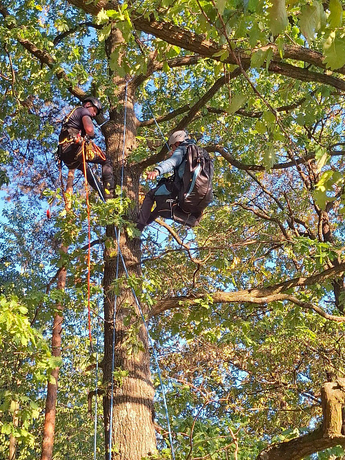 Paraglidista uvázl u Hranic na Přerovsku na stromě, z patnáctimetrové výšky ho...