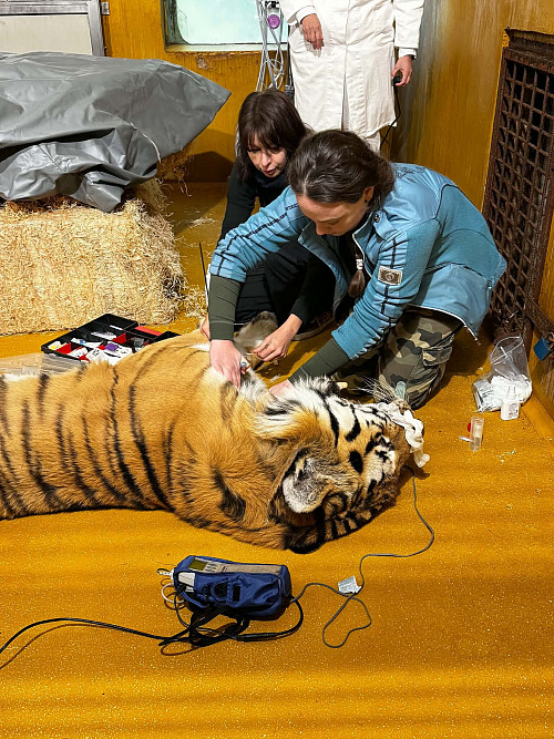 Veterináři ošetřili samci tygra ussurijského z plzeňské zoo dva špičáky. (6....