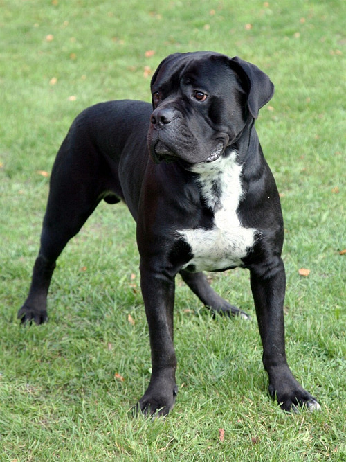 Cane Corso Italiano