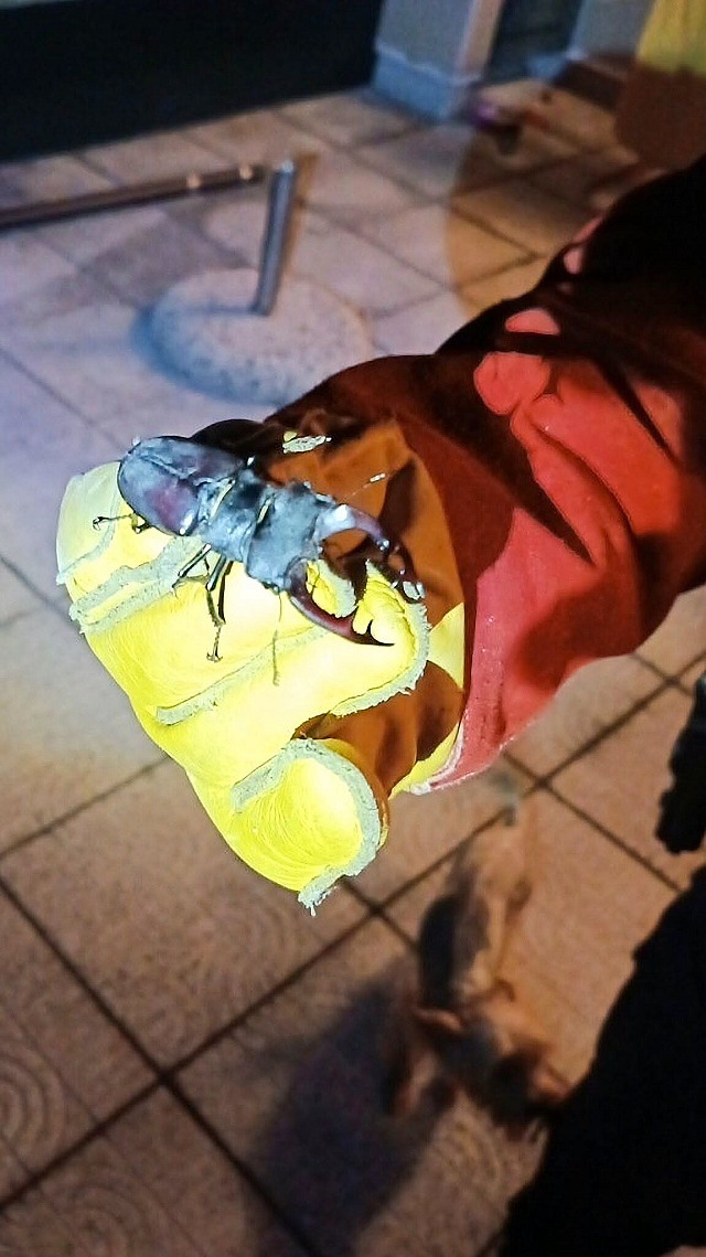Specialisté městské policie na odchyt zvířat vytáhli z okapu roháče obecného.
