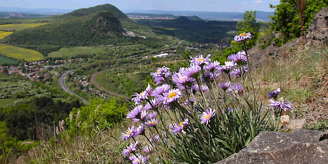 Hvězdnice alpská se vyskytuje v severních Čechách na posledních třech...