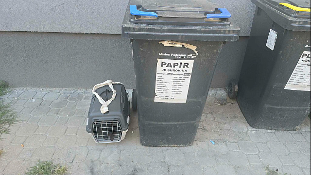 Tři černá koťata někdo odložil k popelnicím v Přešticích na Plzeňsku. (14....