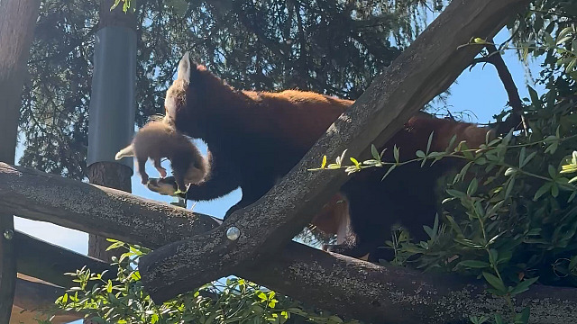 Olomoucká zoo vítá historicky první pandí mláďata a shání potravu
