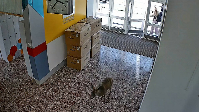 Srnec uvízl v gymnáziu, zachránili ho myslivci